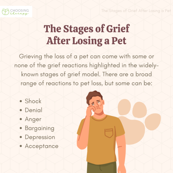 What Are The Stages Of Grief For Pet Loss?